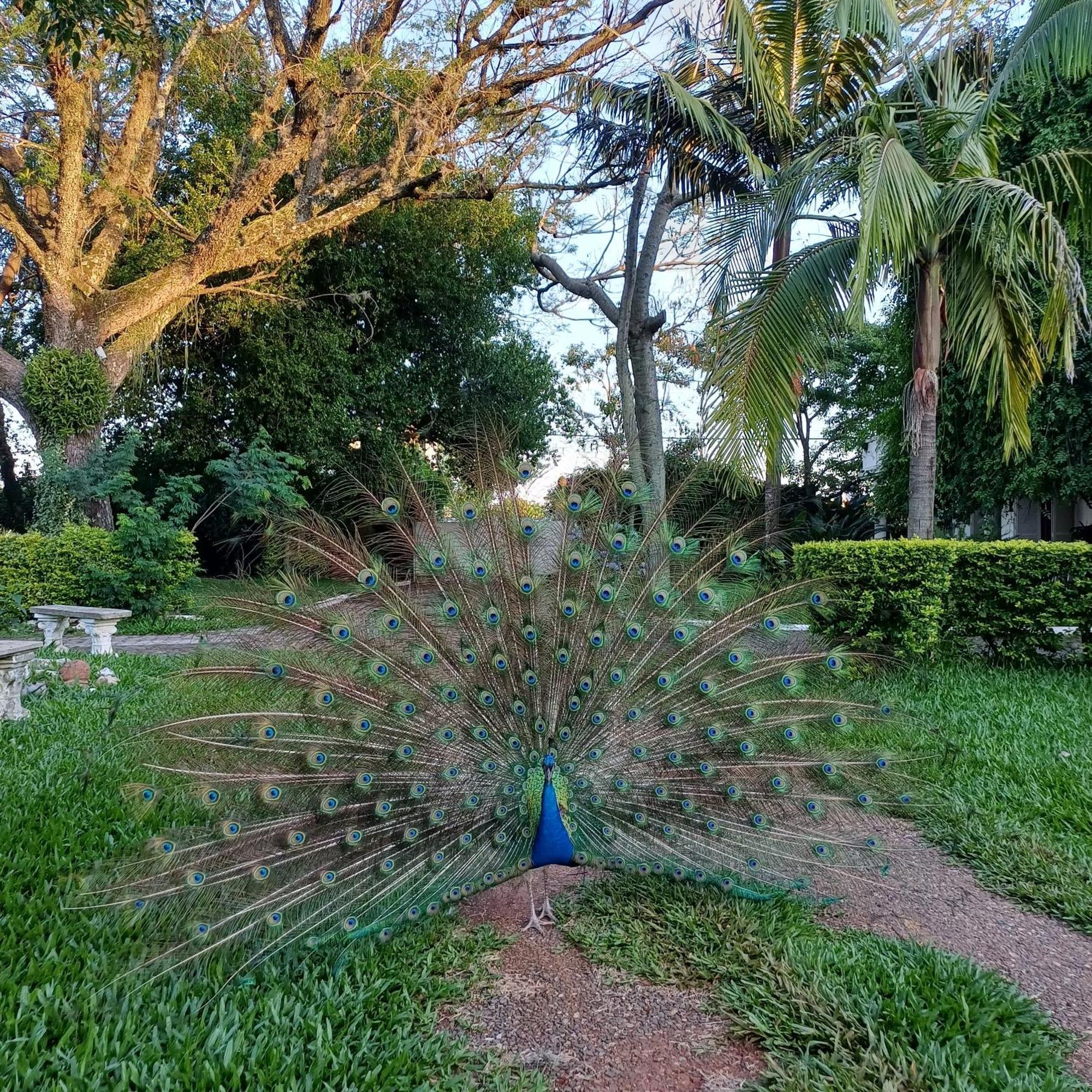 São Gabriel Chacara Rosa Cortiana Bed & Breakfast エクステリア 写真