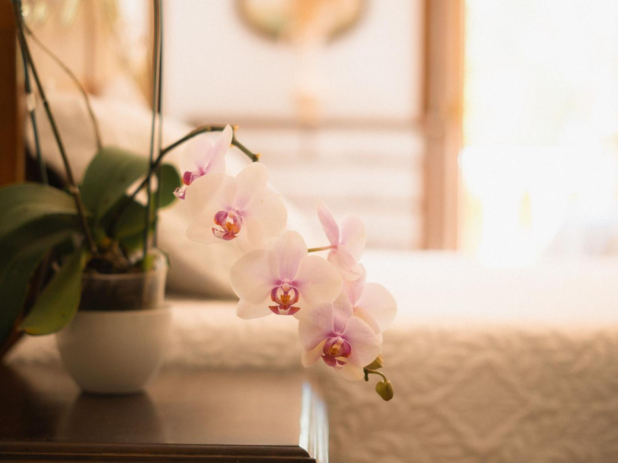 São Gabriel Chacara Rosa Cortiana Bed & Breakfast エクステリア 写真